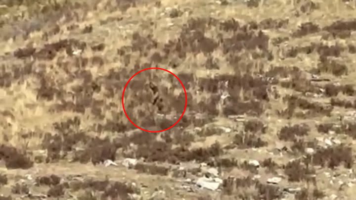 Bigfoot Reportedly Captured on Camera in Broad Daylight in Colorado - The Evidence Has Us Convinced! 5 F5q3X4bF 720