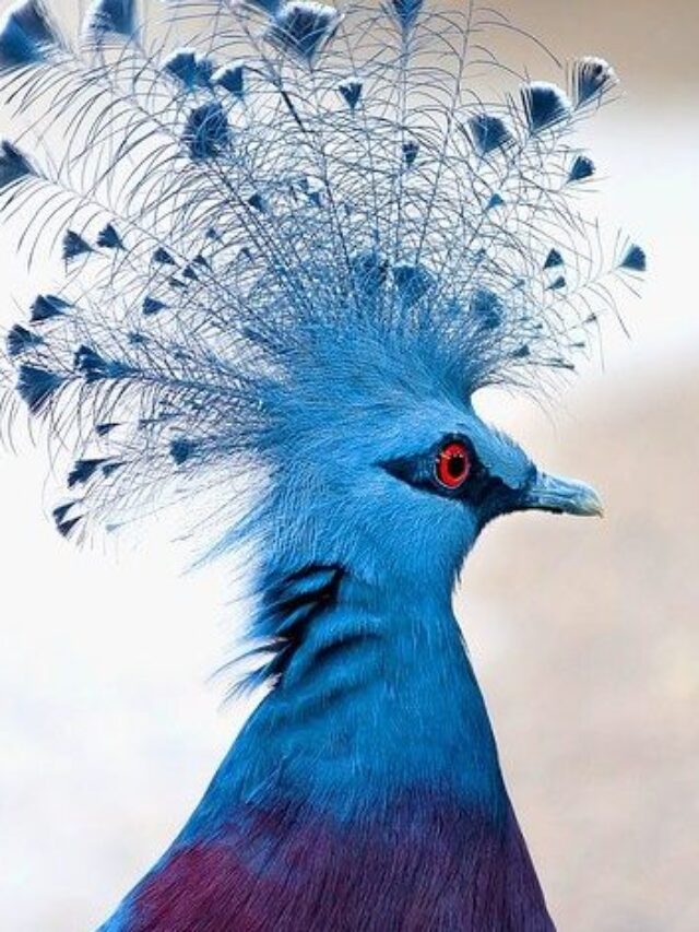 Victoria-Crowned-Pigeon-457x471