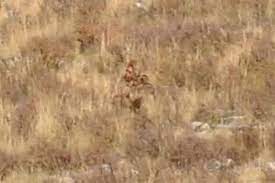 Bigfoot Reportedly Captured on Camera in Broad Daylight in Colorado - The Evidence Has Us Convinced! 2 download 1 1