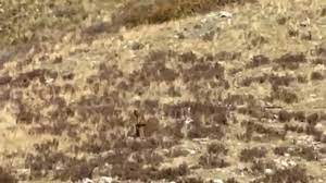 Bigfoot Reportedly Captured on Camera in Broad Daylight in Colorado - The Evidence Has Us Convinced! 3 download 4