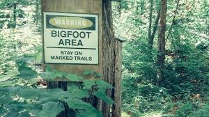 Bigfoot Reportedly Captured on Camera in Broad Daylight in Colorado - The Evidence Has Us Convinced! 4 images 1 2