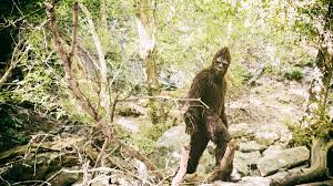 Bigfoot Reportedly Captured on Camera in Broad Daylight in Colorado - The Evidence Has Us Convinced! 8 images (3)