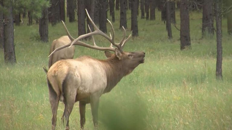 Woman possibly feeding wildlife killed in first deadly elk attack in Arizona