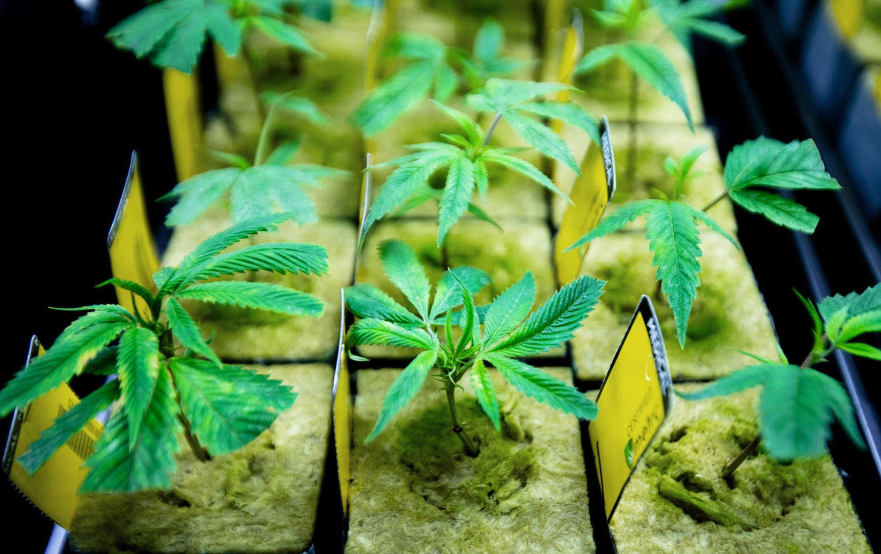Ohio Approves Recreational Marijuana Legalization 1 AA1jyXRi