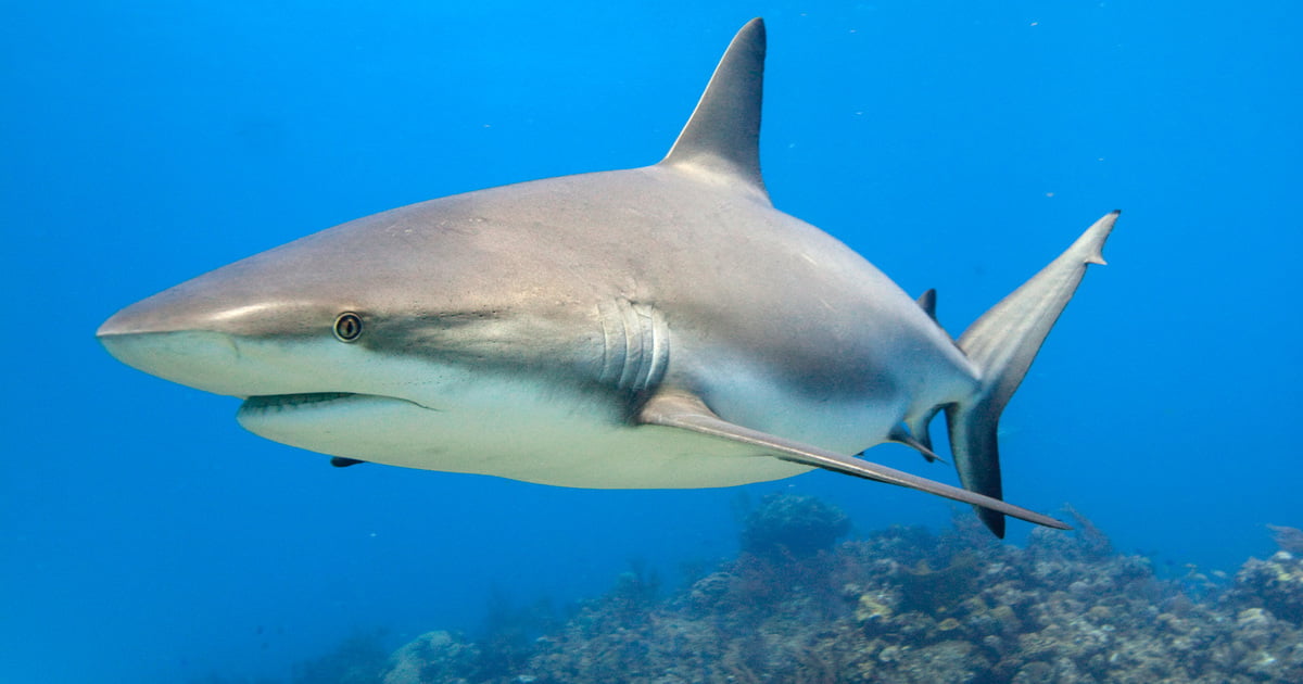 An American woman died in a Bahamas shark attack 1 20---IMG_0865_reduced