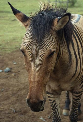 7 Unbelievable Hybrid Animals That Are Truly Real 4 8508c4e7124bdd666171c612c8e3f24b