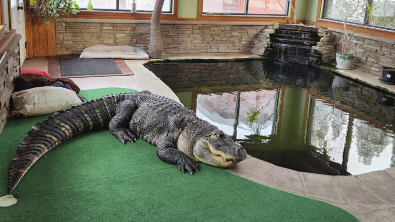 Albert the Giant Alligator