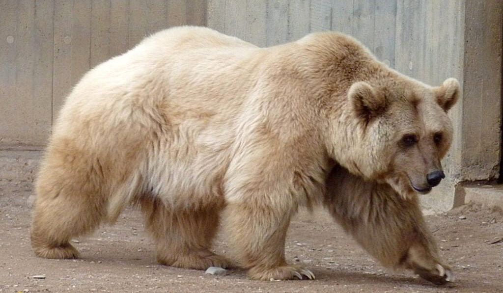 7 Unbelievable Hybrid Animals That Are Truly Real 2 Grolar Bear or Pizzly Bear
