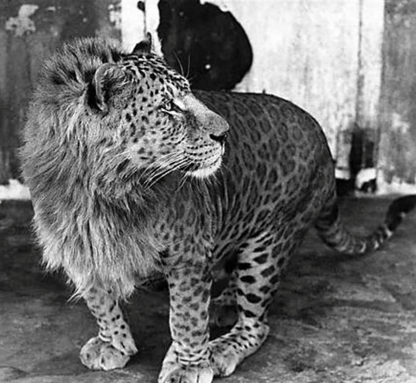 7 Unbelievable Hybrid Animals That Are Truly Real 6 Leopon