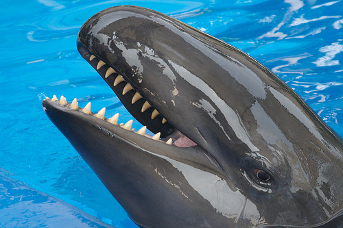 7 Unbelievable Hybrid Animals That Are Truly Real 3 Wholphin