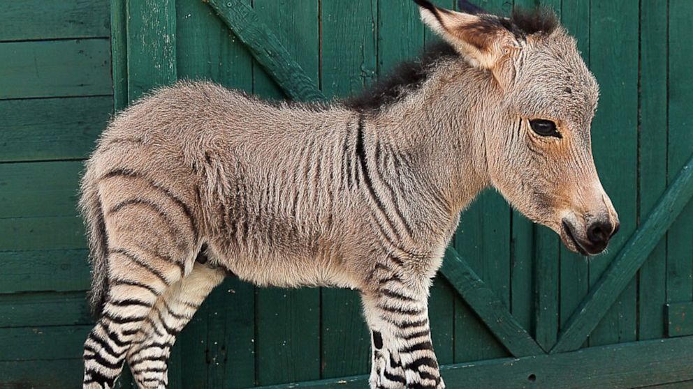 7 Unbelievable Hybrid Animals That Are Truly Real 5 Zonkey