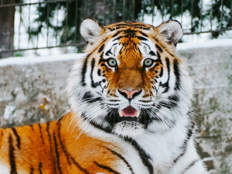 7 Unbelievable Hybrid Animals That Are Truly Real