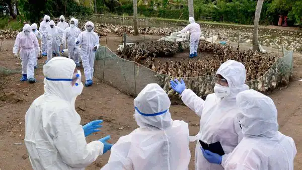 Avian Flu Update